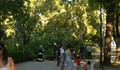 Дърво се прекърши и затисна трима души в Морската градина на Варна
