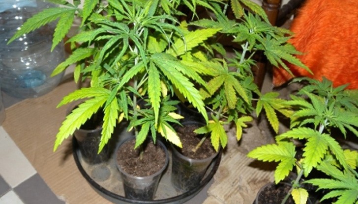 Спипаха русенец отглеждал марихуана в дома си в кв. "Здравец"