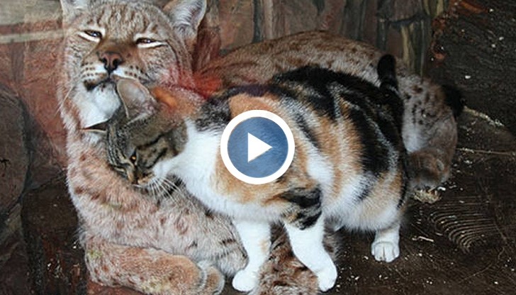 Коте се промъква в зоопарк, за да вижда приятеля си рис