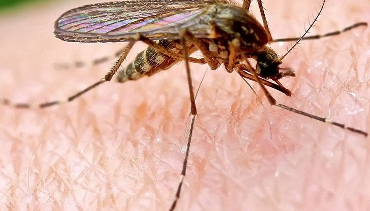 Кога НЕ трябва да използвате насилие срещу комарите!