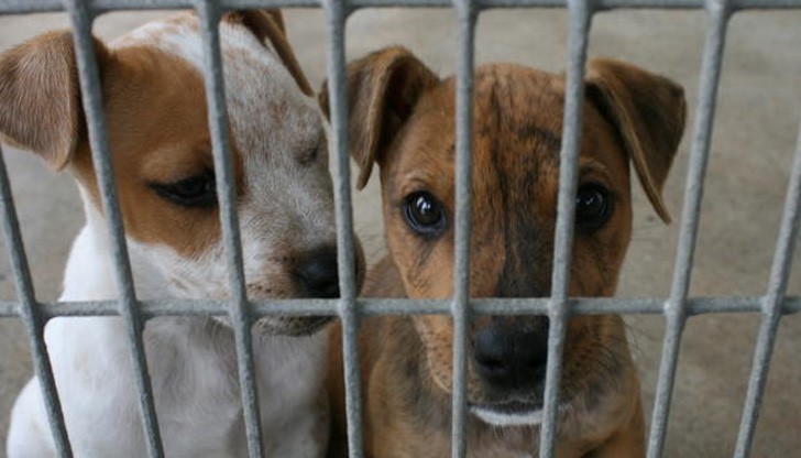 Подемат кампания за осиновяване на бездомни кучета в Русе