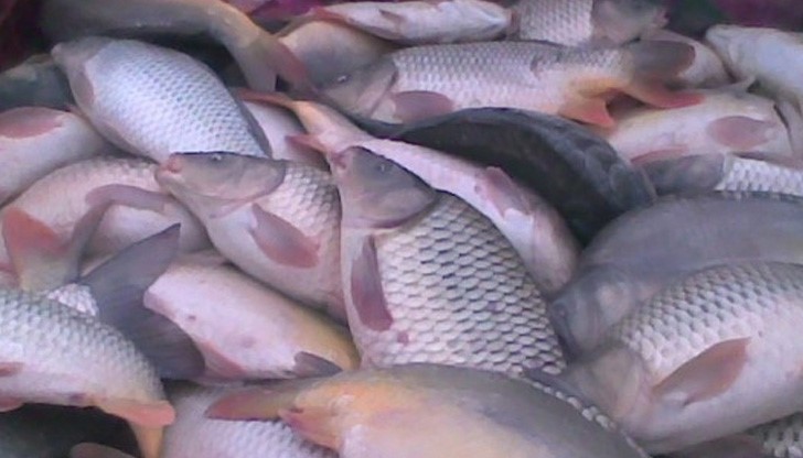 Румънска врътка вдига цената на рибата у нас