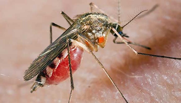 Гръцки комари заразяват с малария