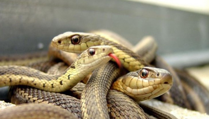 Кълбо змии хвърли в ужас доброволци, разчистващи къща в "Аспарухово"