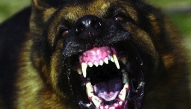 Русенец осъди Общината заради ухапване от уличен пес