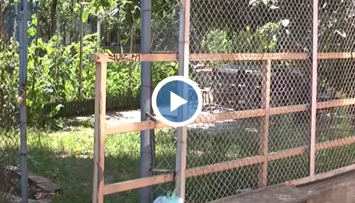 Русенец превърна сметище до блока си в разкошна градина