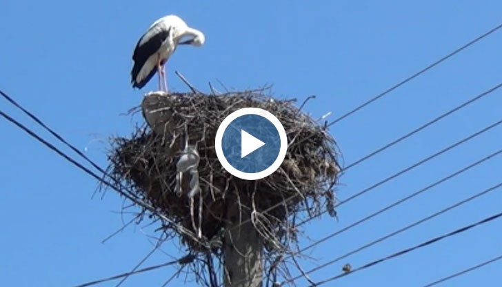 Щъркел открадна сутиен, женската го напусна