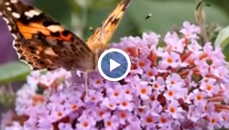 Пеперуди събират цветен прашец