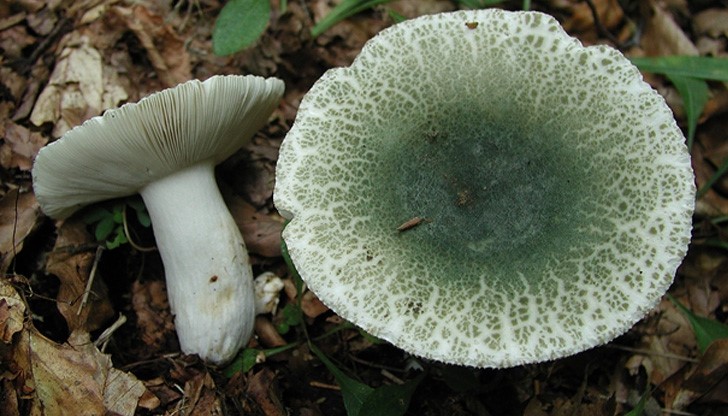 Първи сме по отравяне с гъби в Европа