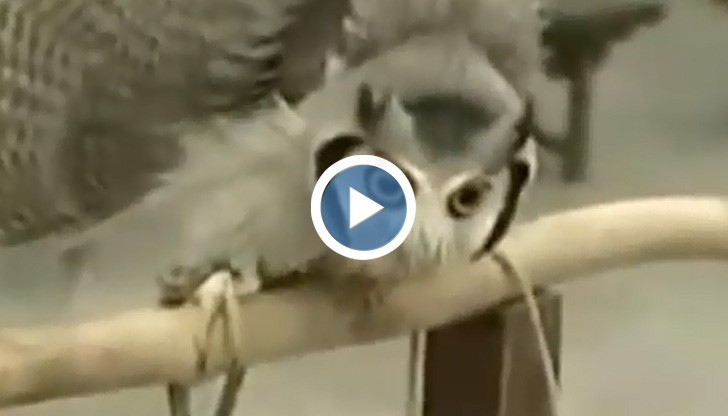 Совите не са това, което са