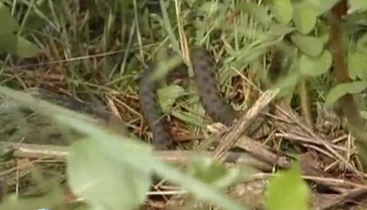 Змии плъзнаха в Русе! Промъкват се и в жилищата Змии плъзнаха в Русе! Промъкват се и в жилищата