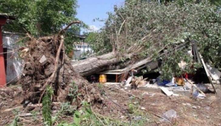 Топола падна и разцепи павилион на две