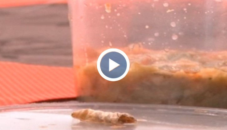 Русенче на 1 годинка се задави с гъсеница, намерена в храната от Детската кухня