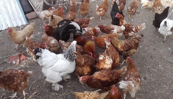 Пипнаха трио кокошкари, вилнели в "Средна кула", "Долапите" и Басарбово