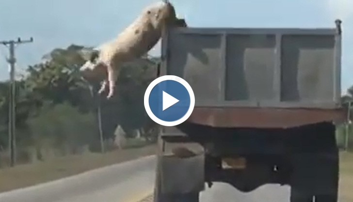 Свиня се спасява, скачайки от камион