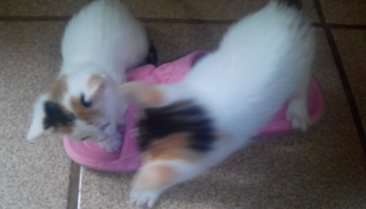 Женски котенца си търсят семейства