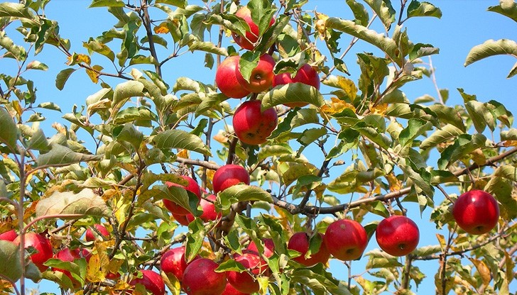 Имен ден празнуват над 5500 русенци в днешния ден