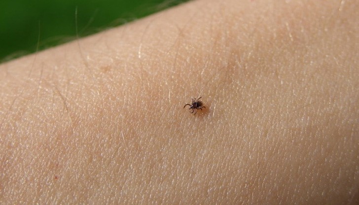 Кърлежите взеха първа жертва, жена издъхна от марсилска треска