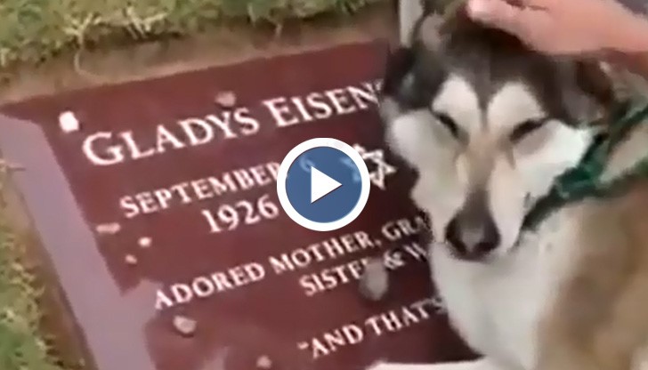 Хъски плаче като човек на гроба на стопанката си