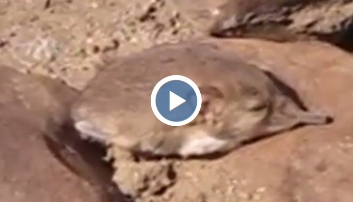 Нов вид бозайник прилича едновременно на мишка и на слон