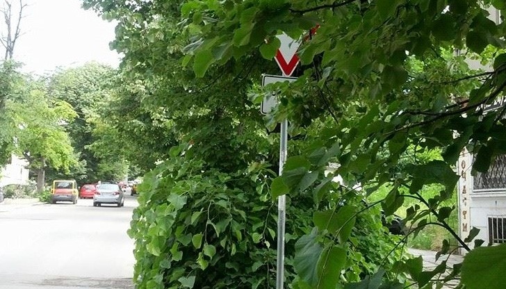 Скрити от дървета пътни знаци в Русе затрудняват шофьорите