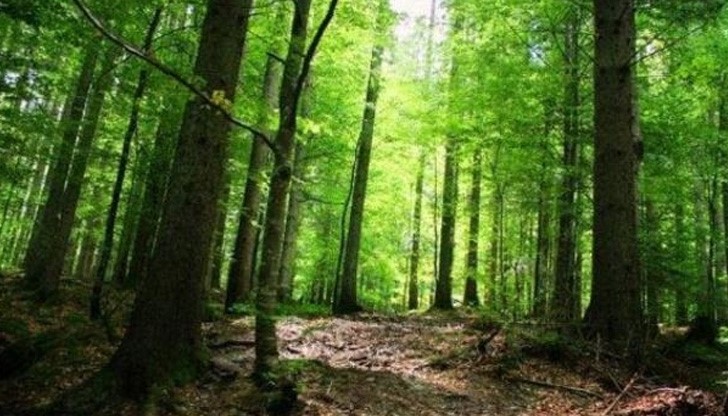 Плачът спасил 3-годишно момиченце, изгубило се в гората Плачът спасил 3-годишно момиченце, изгубило се в гората