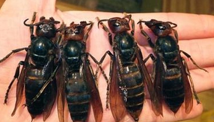 Стършели убийци плъзнаха на Балканите Стършели убийци плъзнаха на Балканите