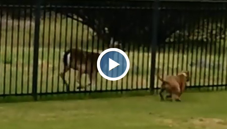 Сърна буквално се подиграва с питбул