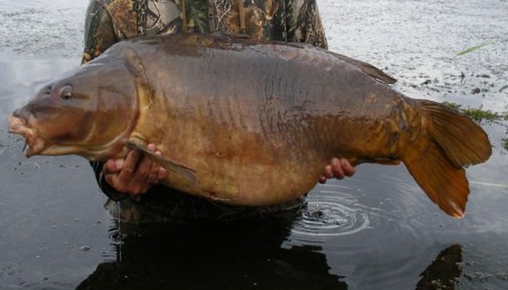 Бракониерстващ рибар се щракна за Фейсбук, инспекторите го погнаха Бракониерстващ рибар се щракна за Фейсбук, инспекторите го погнаха