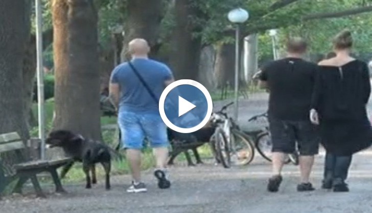 Тази вечер русенци излизат на бунт заради комарите в града