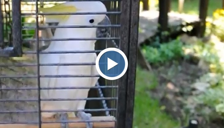 Папагал се разцепва на песните на Криско