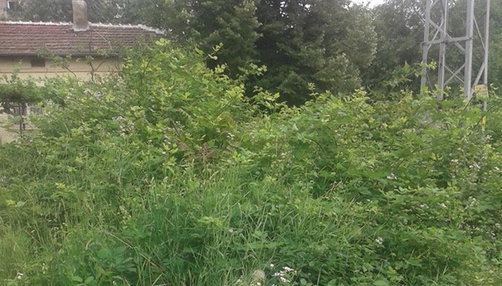 Не било случайно, че Русе 3 години печели приза за най-зелен град в България