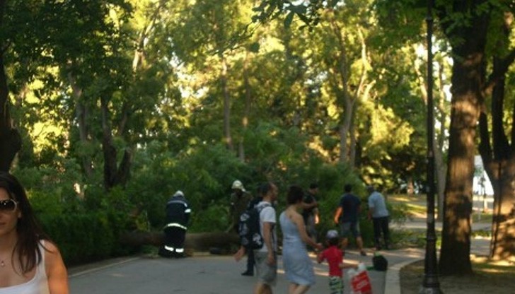 Дърво се прекърши и затисна трима души в Морската градина на Варна