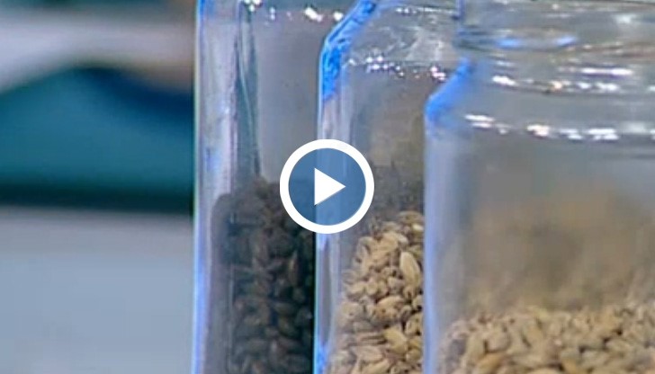 Как да си приготвим бира в домашни условия?