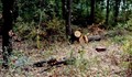 Задържаха младеж за незаконна сеч в Сливо поле