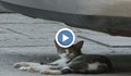 Пловдив пропищя от хиляди бездомни котки
