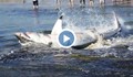 Бяла акула се задави с морски лъв и умря мъчително край брега