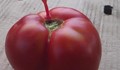 Българският домат мутира от пороите