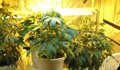 Русенец отнесе условна присъда и глоба заради марихуана домашно производство