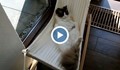 Виждали ли сте до сега котка да спи на хамак?