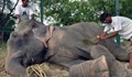 Слонът Раджу се разплака след края на 50-годишно робство