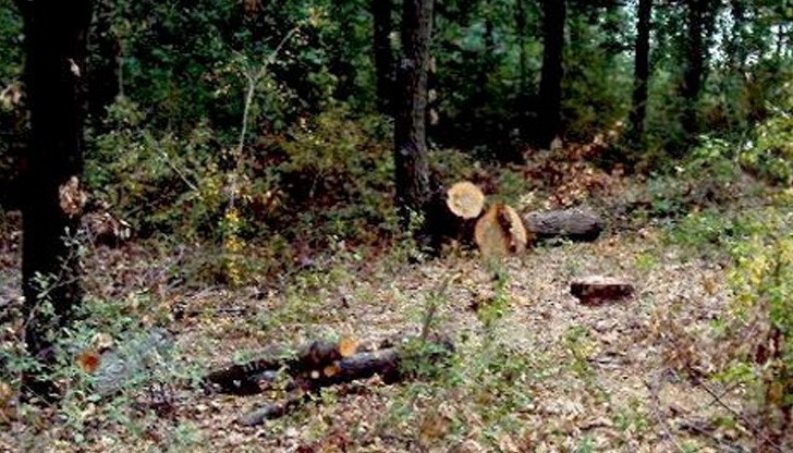 Задържаха младеж за незаконна сеч в Сливо поле Задържаха младеж за незаконна сеч в Сливо поле