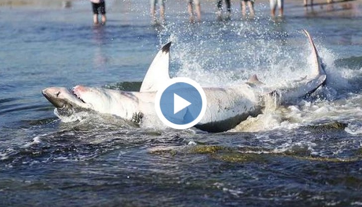 Бяла акула се задави с морски лъв и умря мъчително край брега