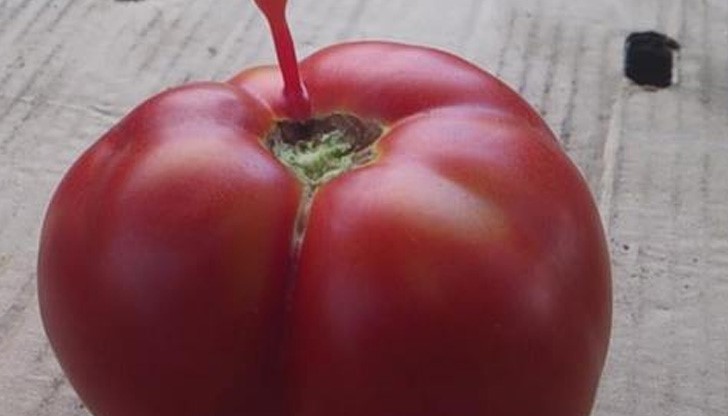 Българският домат мутира от пороите