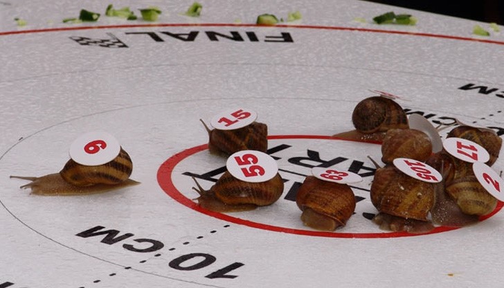 Нашенски богаташи трупат пари от надбягвания с охлюви Нашенски богаташи трупат пари от надбягвания с охлюви