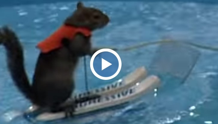 Катеричка на водни ски стана тотален хит в интернет