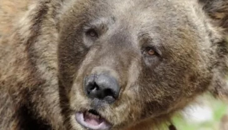 Почина най-възрастната мечка в парка край Белица