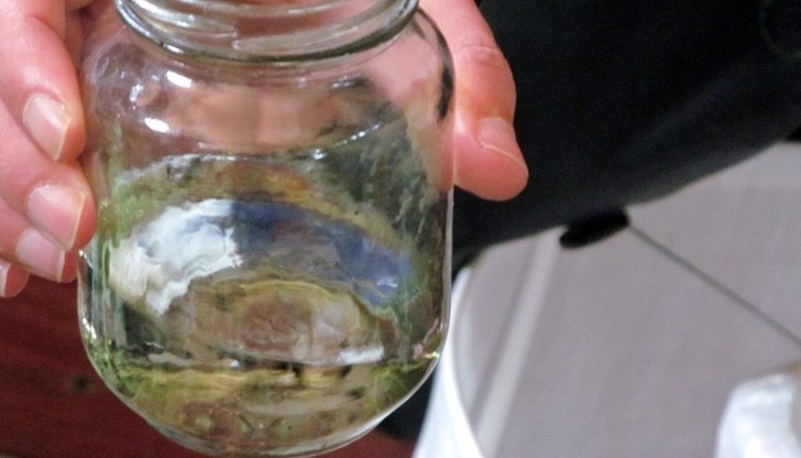 Комарите в Русе - 4 пъти под допустимата норма