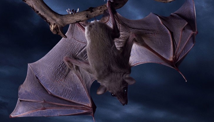 Най-големият изследовател на прилепи посети село Табачка