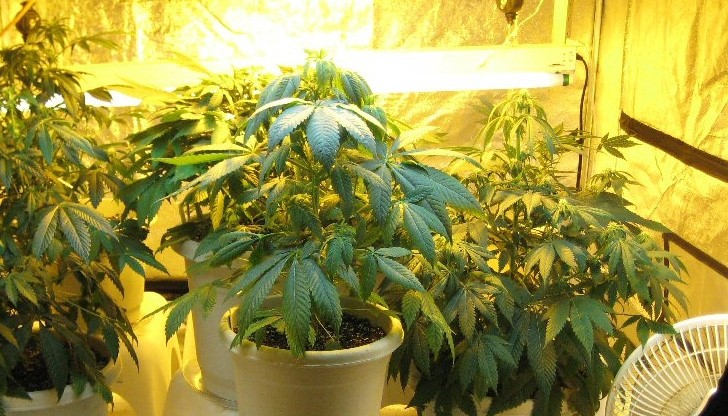 Русенец отнесе условна присъда и глоба заради марихуана домашно производство